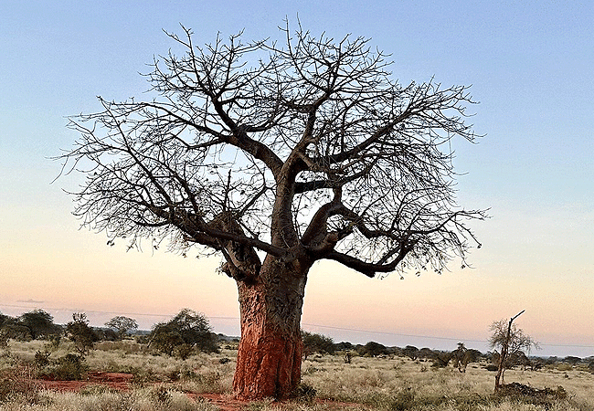 Karfe Tours & Safaris | Kenya safaris, East Africa Tour Operators, Mombasa Safaris, Nairobi Safaris