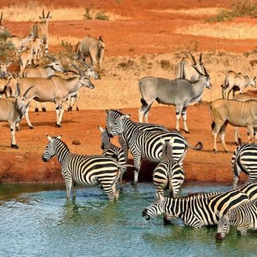 4-days-tsavo-east-west-amboseli-national-park-from-mombasa-3028208