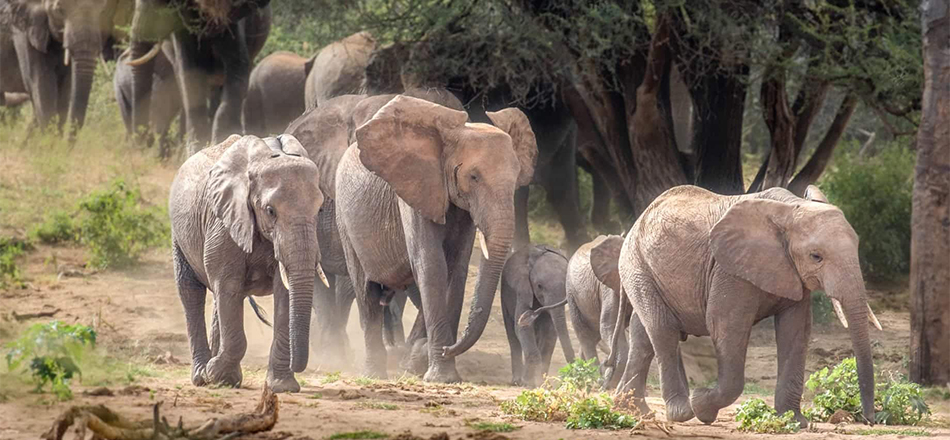 Karfe Tours & Safaris | Kenya safaris, East Africa Tour Operators, Mombasa Safaris, Nairobi Safaris