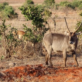 Defasa-Waterback-in-tsavo-West-National-park