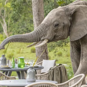 Safari-Frank-Little-Governors-Camp-Kenya-Masai-Mara18-1920x1080-1