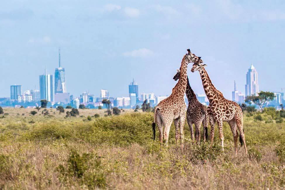 Karfe Tours & Safaris | Kenya safaris, East Africa Tour Operators, Mombasa Safaris, Nairobi Safaris