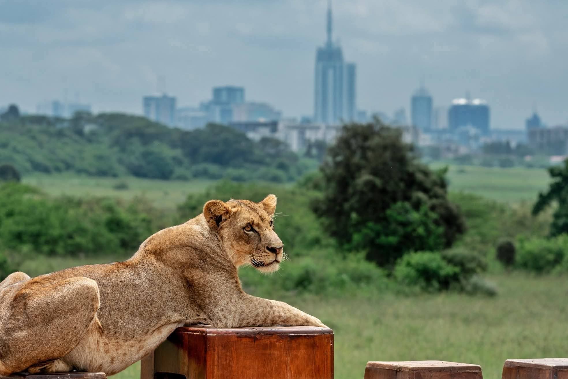 Karfe Tours & Safaris | Kenya safaris, East Africa Tour Operators, Mombasa Safaris, Nairobi Safaris