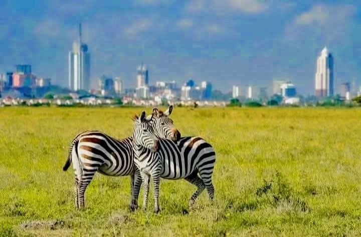 Karfe Tours & Safaris | Kenya safaris, East Africa Tour Operators, Mombasa Safaris, Nairobi Safaris