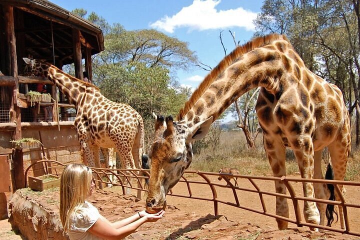 Karfe Tours & Safaris | Kenya safaris, East Africa Tour Operators, Mombasa Safaris, Nairobi Safaris