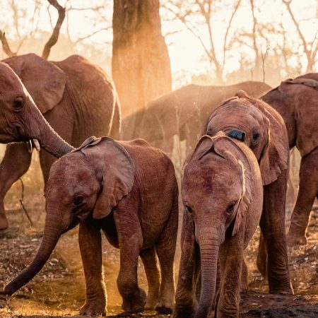 daphne-sheldrick-elephant-orphanage-day-trip-banner