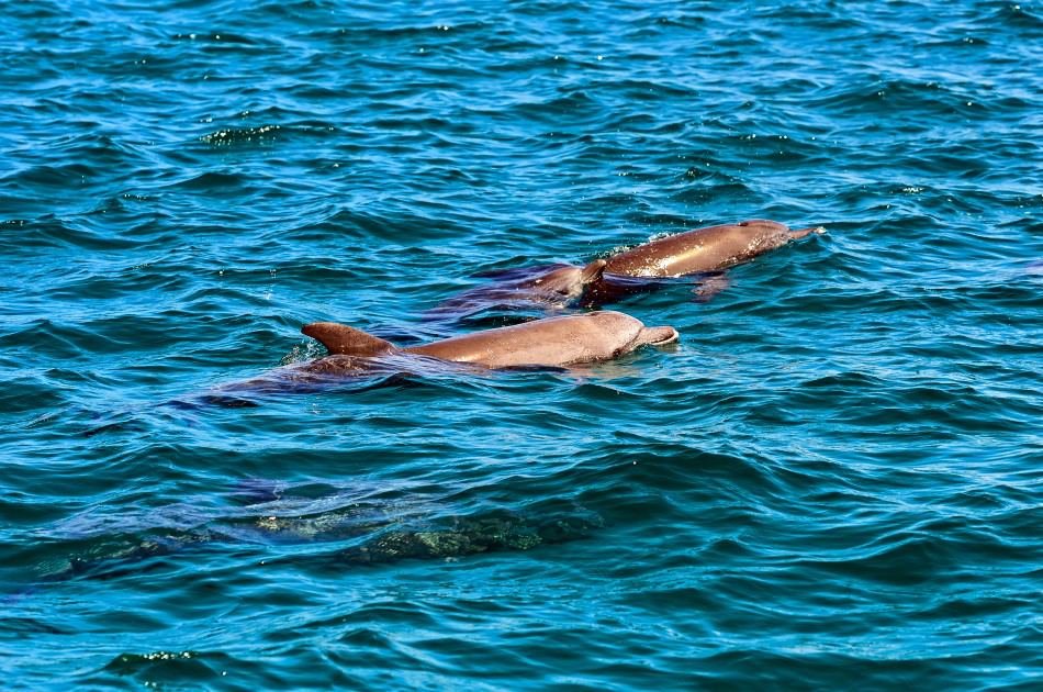 Karfe Tours & Safaris | Kenya safaris, East Africa Tour Operators, Mombasa Safaris, Nairobi Safaris