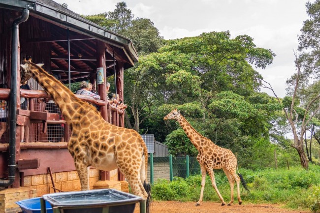 Karfe Tours & Safaris | Kenya safaris, East Africa Tour Operators, Mombasa Safaris, Nairobi Safaris