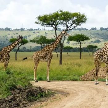 giraffes-masai-mara-park-safari