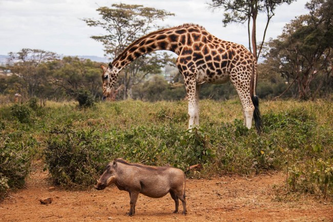 Karfe Tours & Safaris | Kenya safaris, East Africa Tour Operators, Mombasa Safaris, Nairobi Safaris