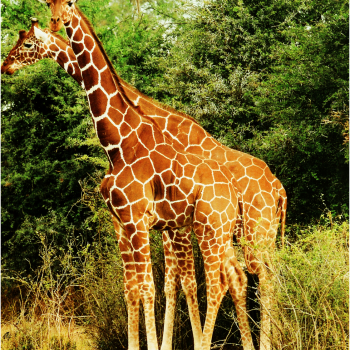 girraffe