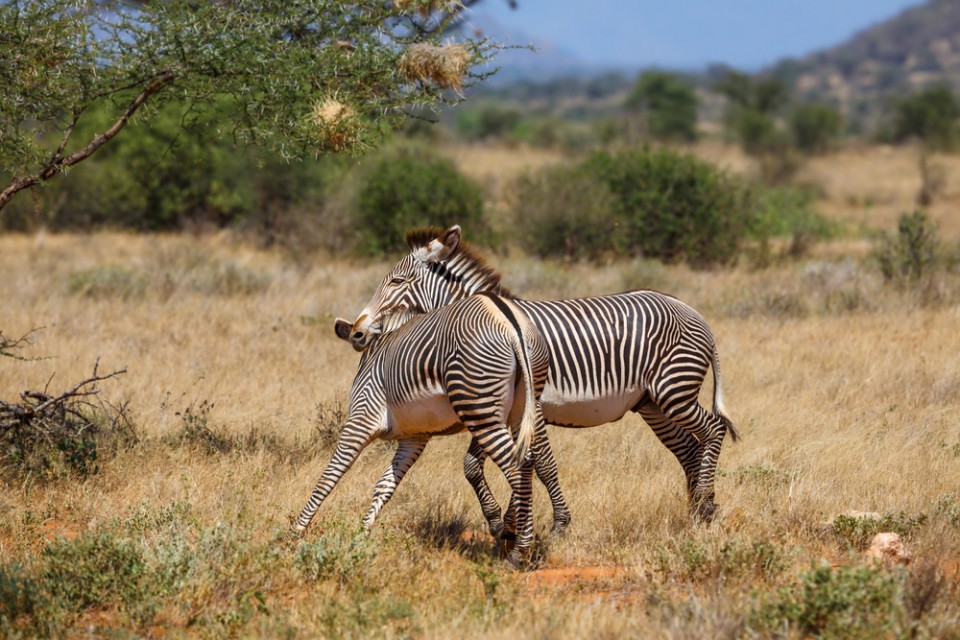 Karfe Tours & Safaris | Kenya safaris, East Africa Tour Operators, Mombasa Safaris, Nairobi Safaris