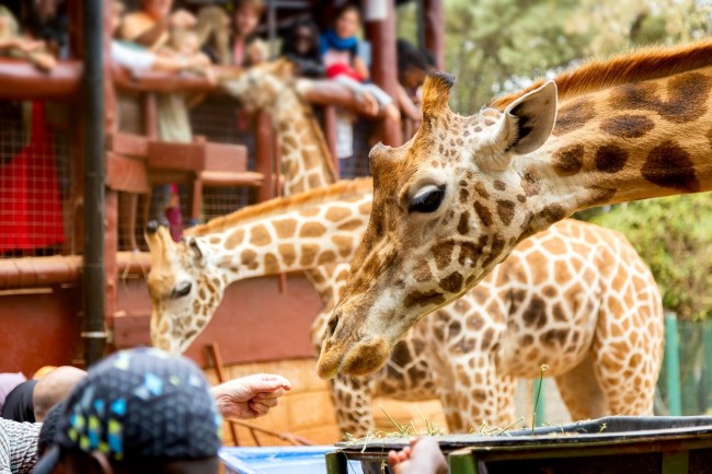Karfe Tours & Safaris | Kenya safaris, East Africa Tour Operators, Mombasa Safaris, Nairobi Safaris