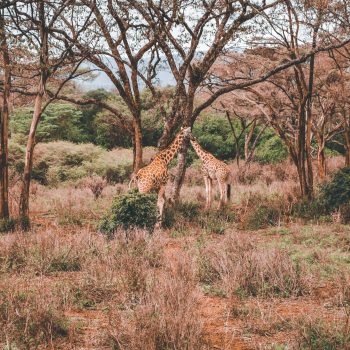 pexels-arthur-w-1511429-6587439