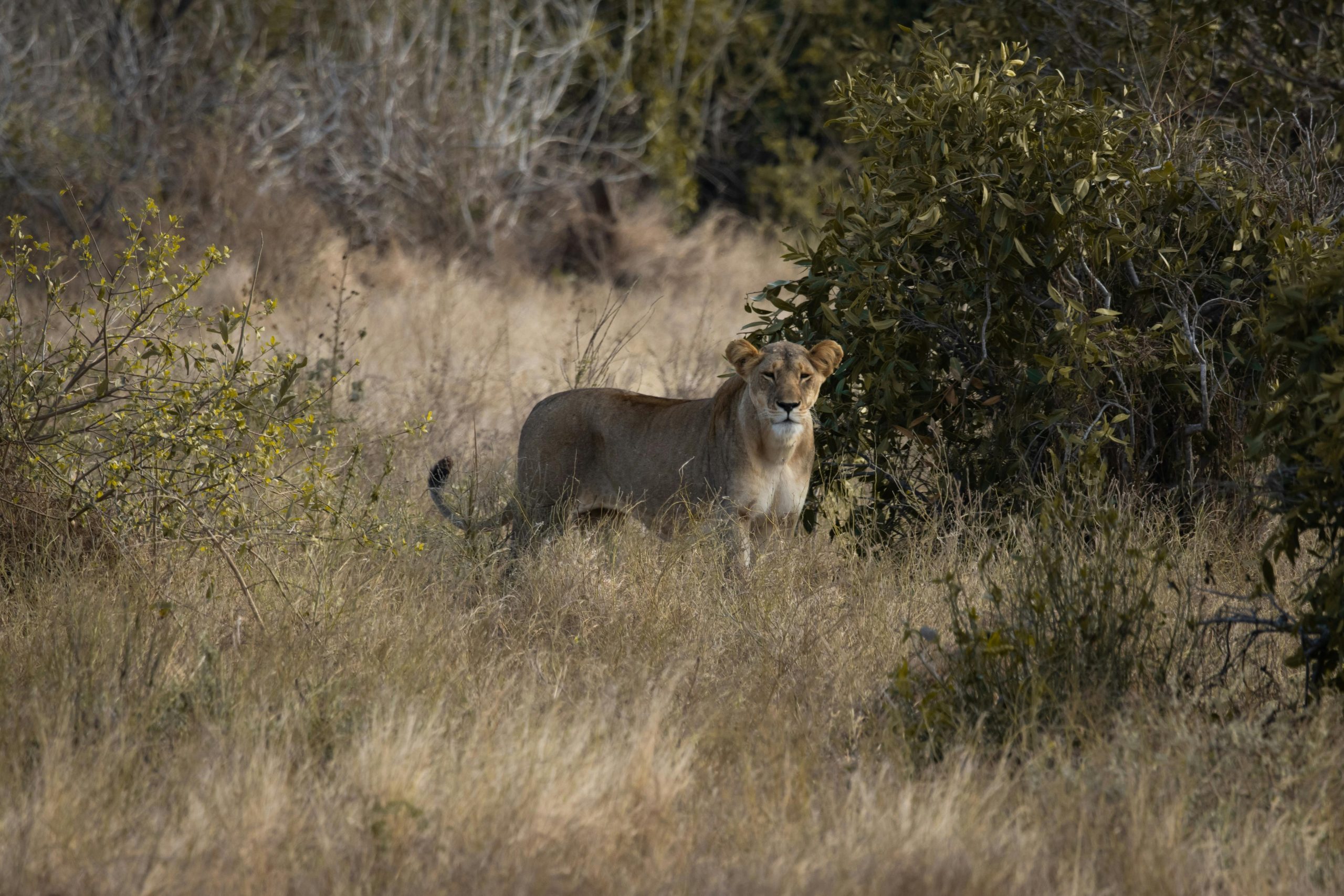 Karfe Tours & Safaris | Kenya safaris, East Africa Tour Operators, Mombasa Safaris, Nairobi Safaris