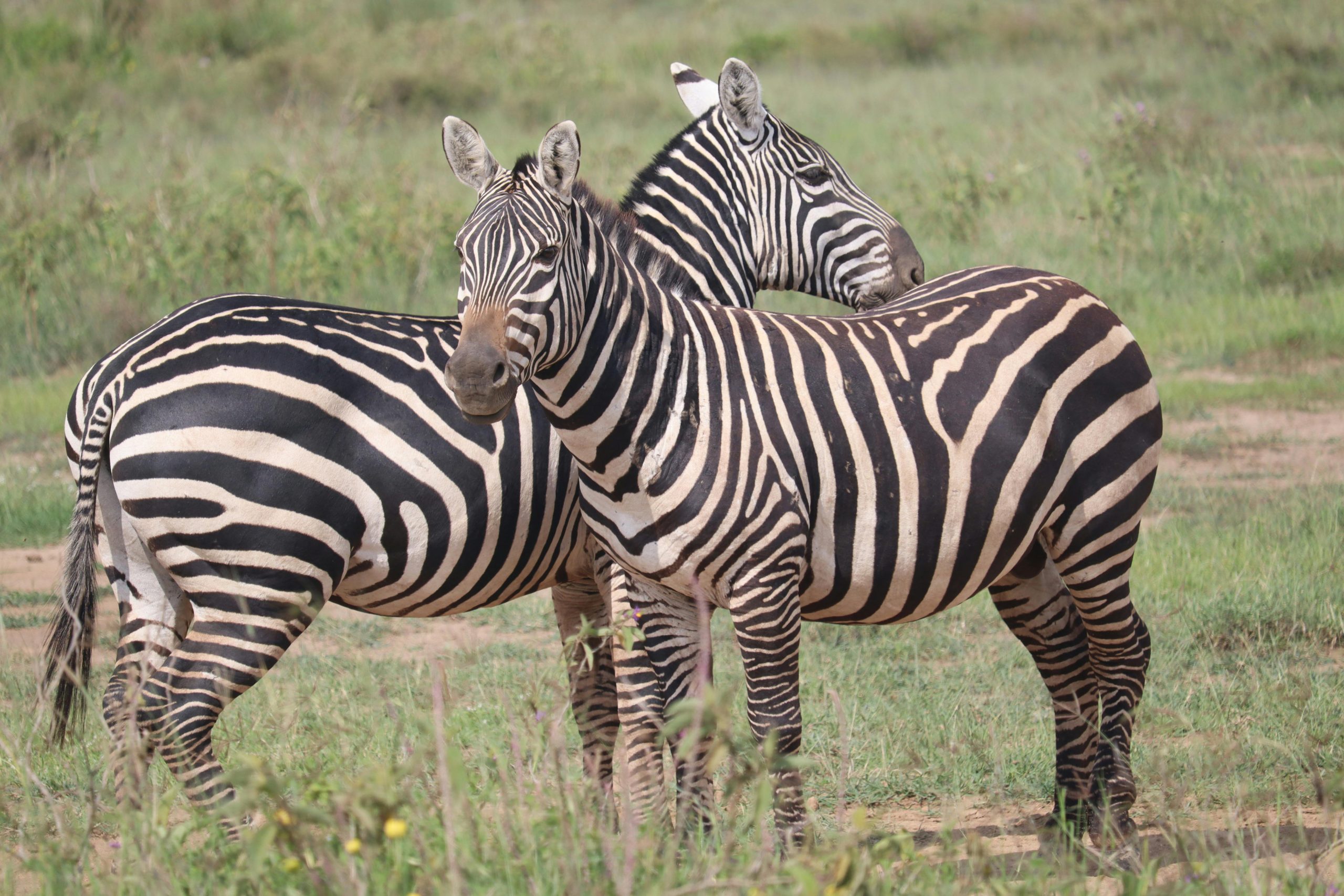 Karfe Tours & Safaris | Kenya safaris, East Africa Tour Operators, Mombasa Safaris, Nairobi Safaris