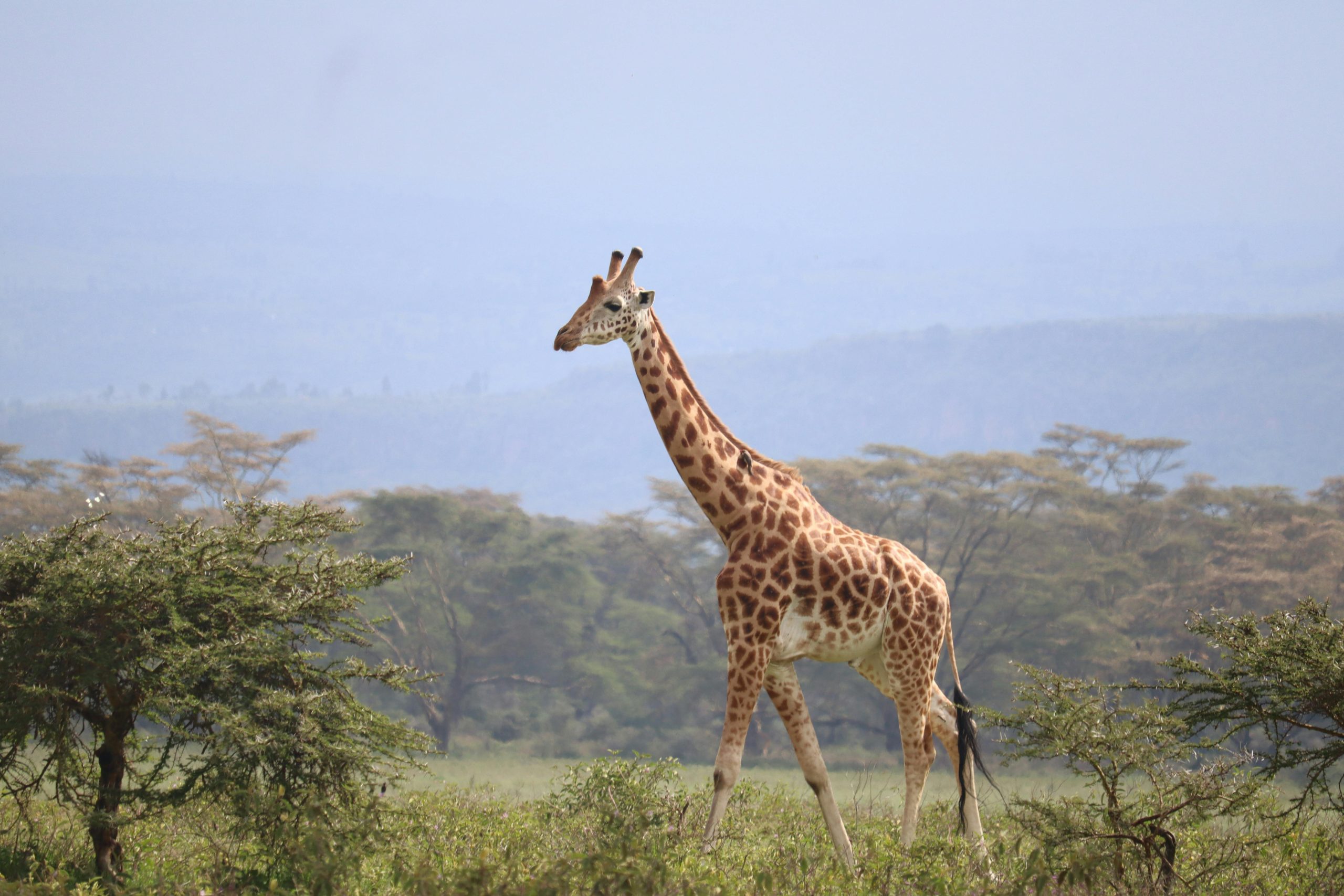 Karfe Tours & Safaris | Kenya safaris, East Africa Tour Operators, Mombasa Safaris, Nairobi Safaris