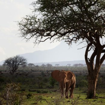 pexels-laukevtravel-26924188