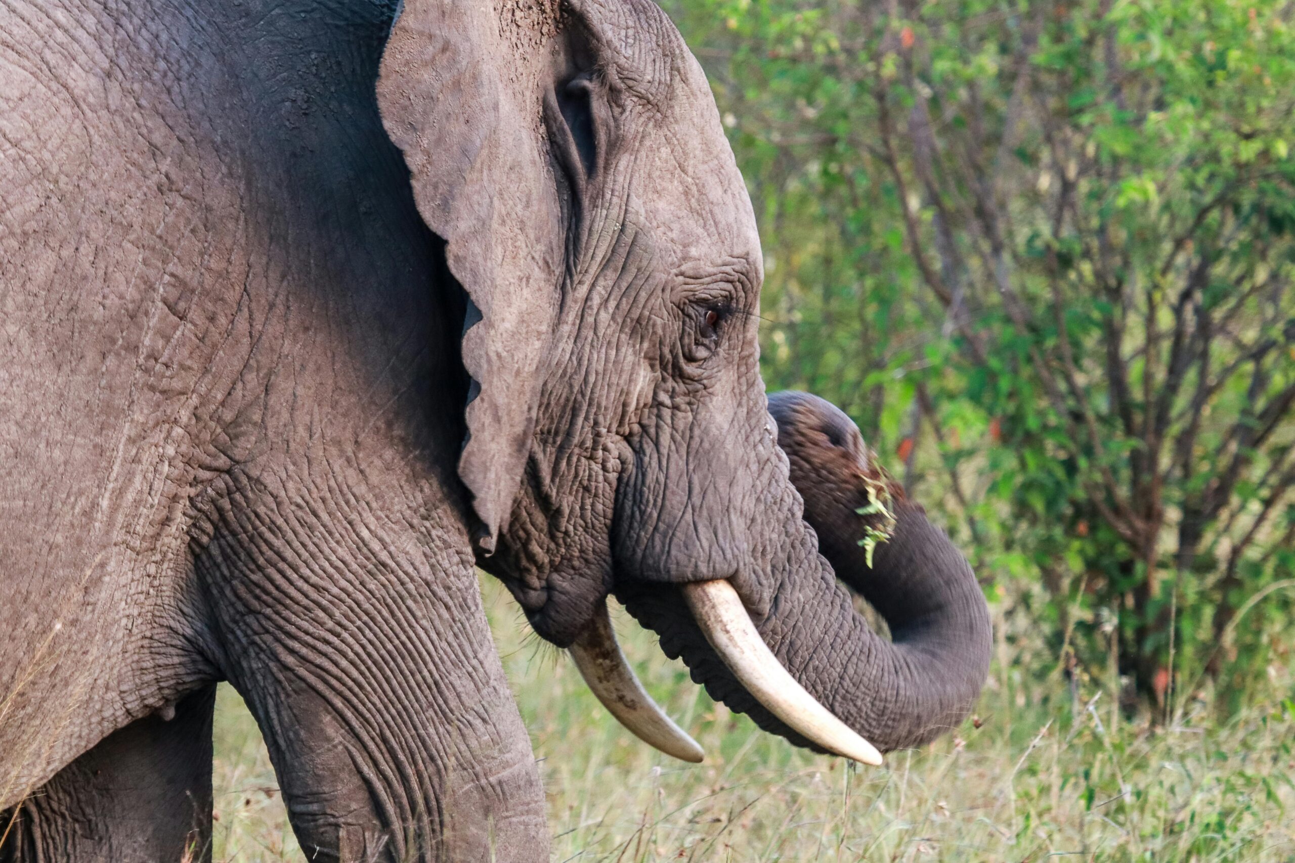 Karfe Tours & Safaris | Kenya safaris, East Africa Tour Operators, Mombasa Safaris, Nairobi Safaris