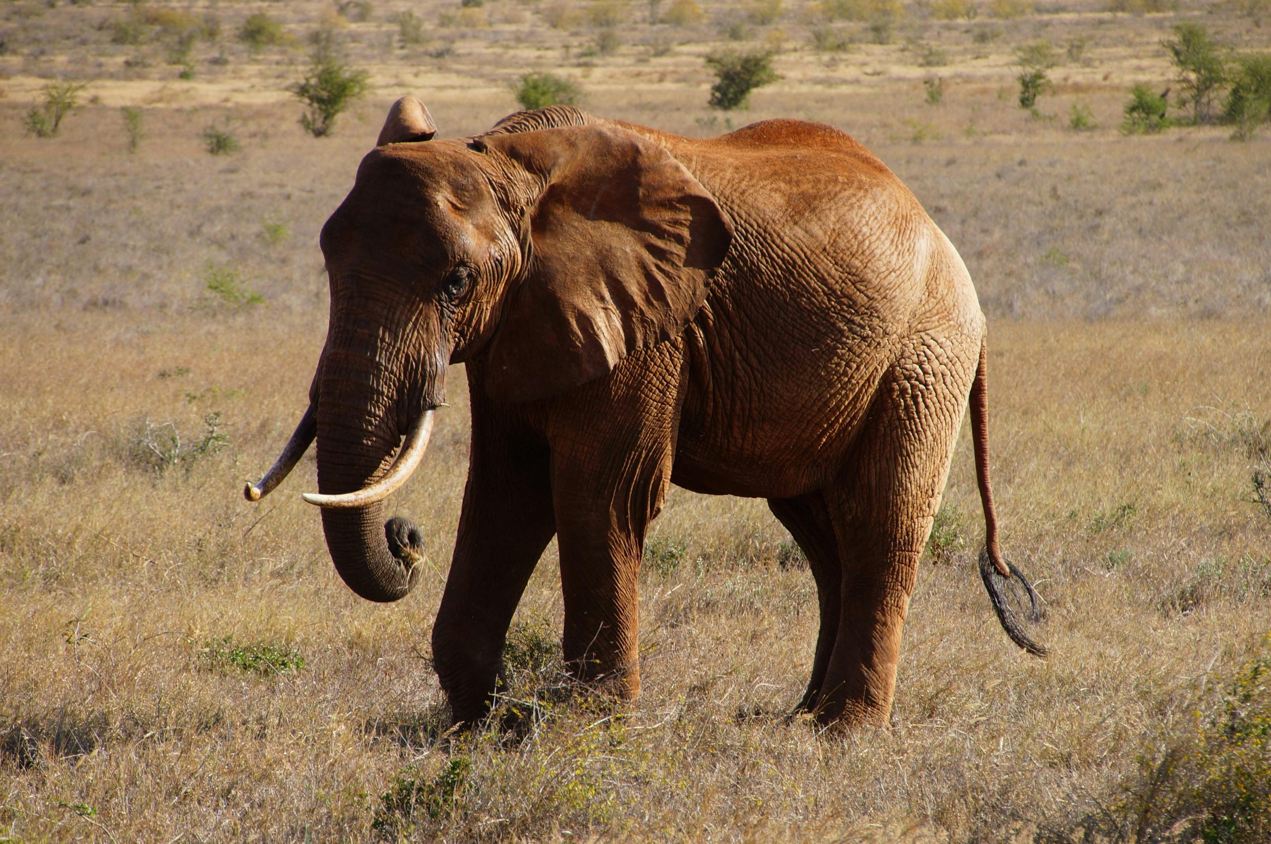 Karfe Tours & Safaris | Kenya safaris, East Africa Tour Operators, Mombasa Safaris, Nairobi Safaris