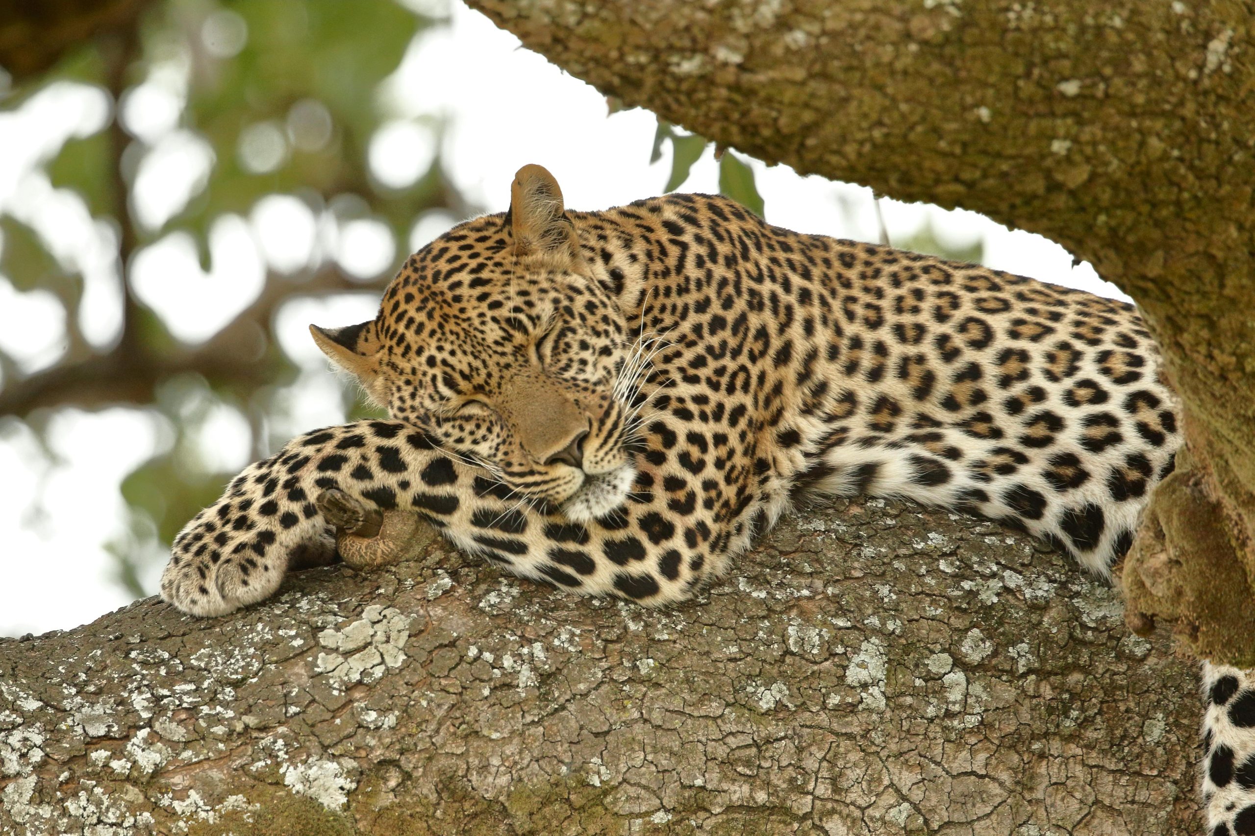 Karfe Tours & Safaris | Kenya safaris, East Africa Tour Operators, Mombasa Safaris, Nairobi Safaris