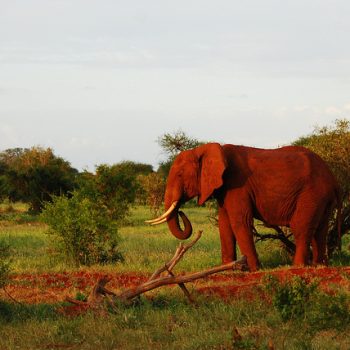 red elephant elephants tsavo kenya africa 1