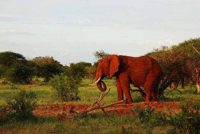 Karfe Tours & Safaris | Kenya safaris, East Africa Tour Operators, Mombasa Safaris, Nairobi Safaris