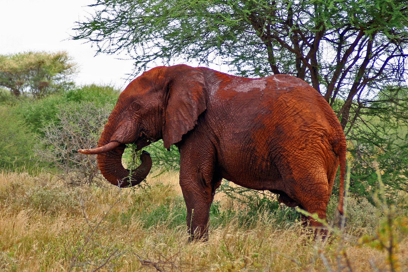 Karfe Tours & Safaris | Kenya safaris, East Africa Tour Operators, Mombasa Safaris, Nairobi Safaris