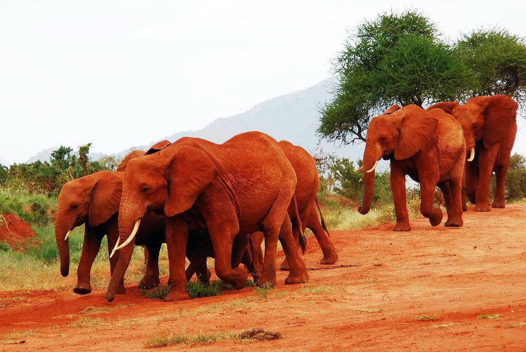 Karfe Tours & Safaris | Kenya safaris, East Africa Tour Operators, Mombasa Safaris, Nairobi Safaris